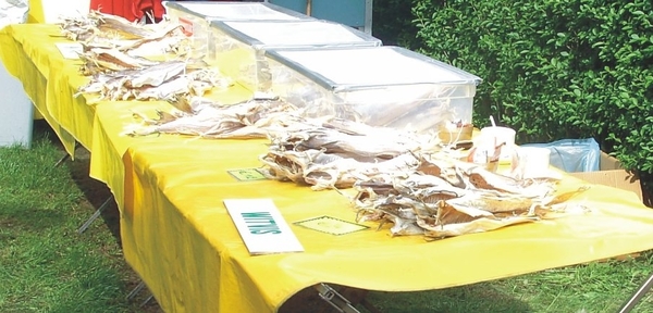 20120517.Destelb.Literair 028 Witvis