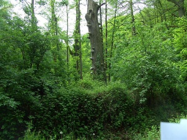 20120517.Destelb.Literair 037