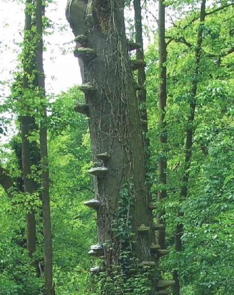 20120517.Destelb.Literair 037 Zwammen