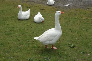 2012-04-27 Tervuren (121)