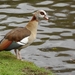 2012-04-27 Tervuren (130)