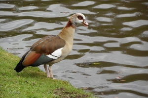 2012-04-27 Tervuren (130)