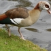 2012-04-27 Tervuren (135)