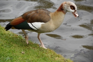 2012-04-27 Tervuren (135)