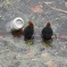 2012-04-27 Tervuren (139)