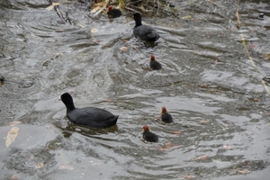 2012-04-27 Tervuren (143)