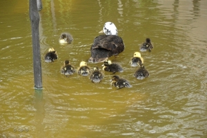 2012-04-27 Tervuren (154)