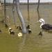 2012-04-27 Tervuren (155)