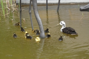 2012-04-27 Tervuren (155)