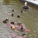 2012-04-27 Tervuren (168)