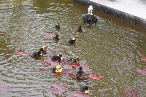 2012-04-27 Tervuren (168)