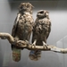 2012-04-27 Tervuren (227)