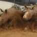 2012-04-27 Tervuren (276)