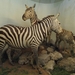 2012-04-27 Tervuren (293)