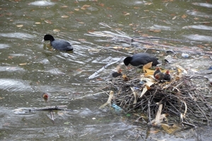 2012-04-27 Tervuren (52)