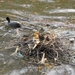 2012-04-27 Tervuren (53)