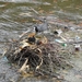 2012-04-27 Tervuren (54)