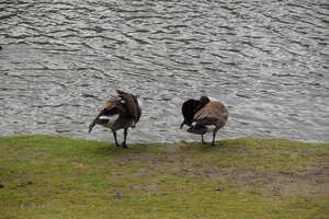 2012-04-27 Tervuren (72)