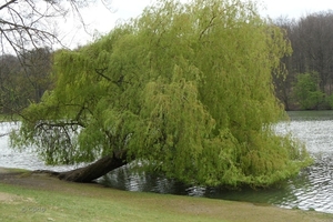 2012-04-27 Tervuren (73)