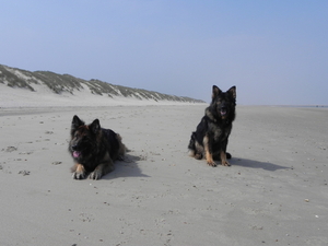 Renesse