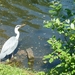 Reiger