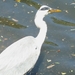 Reiger