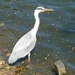 Reiger aan rand van vijver