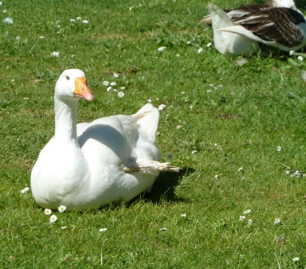 Rivierenhof Deurne