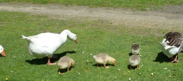 Familie etentje