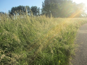 Leerdam, 26  mei 2012 013