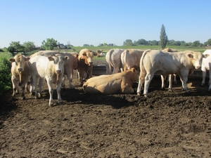 Leerdam, 26  mei 2012 042