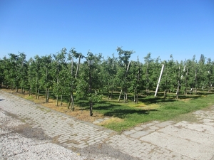 Leerdam, 26  mei 2012 046