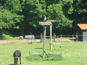 Leerdam, 26  mei 2012 066