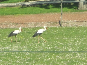 Leerdam, 26  mei 2012 068