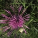 Leerdam, 26  mei 2012 080