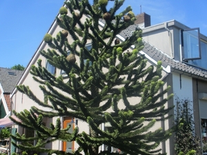 Leerdam, 26  mei 2012 118