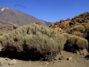 Tenerife.(dec.2011) 084 (Medium)