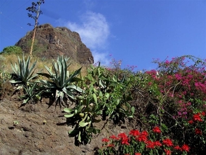 Tenerife.(dec.2011) 126 (Medium)