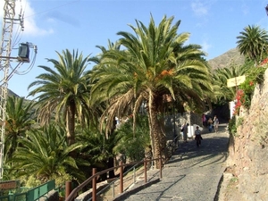 Tenerife.(dec.2011) 131 (Medium)