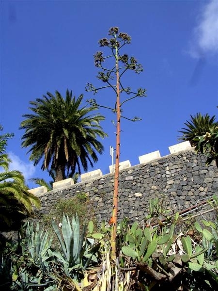 Tenerife.(dec.2011) 134 (Medium)