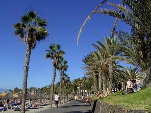 Tenerife.(dec.2011) 135 (Medium)