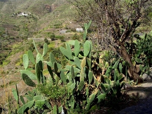 Tenerife.(dec.2011) 140 (Medium)