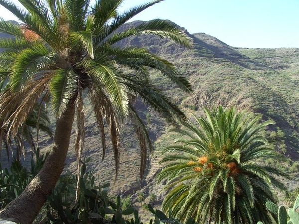 Tenerife.(dec.2011) 141 (Medium)