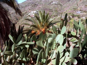 Tenerife.(dec.2011) 142 (Medium)