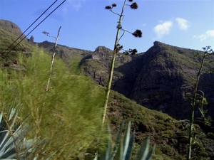 Tenerife.(dec.2011) 148 (Medium)