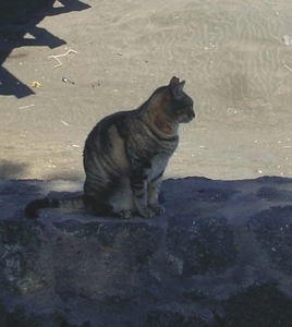 Tenerife.(dec.2011) 154 (Medium)Poes