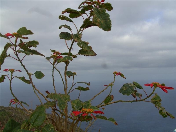 Tenerife.(dec.2011) 195 (Medium)