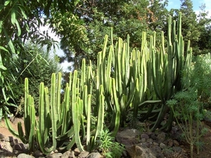 Tenerife.(dec.2011) 212 (Medium)