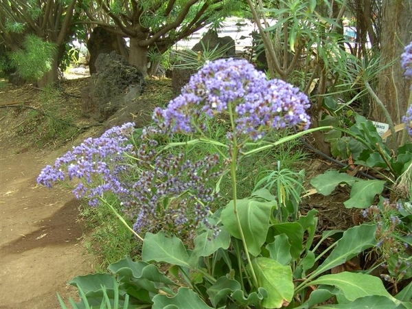 Tenerife.(dec.2011) 214 (Medium)