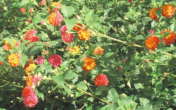 Tenerife.(dec.2011) 217 (Lantana)